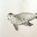 Gallery 2 - View Live Sea Lions - Learn to Paint - Laguna Beach