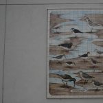 Gallery 2 - Shorebirds