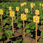 Gallery 1 - Fullerton Arboretum:  Sunflowers
