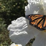 Fountain Valley:  Monarch Butterfly Day