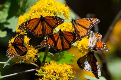 Bowers:  Roar of the Monarch Butterfly