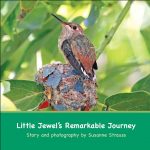 Fullerton Arboretum:  Little Jewel's Remarkable Journey