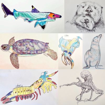 Art Workshop:  California Marine Wildlife