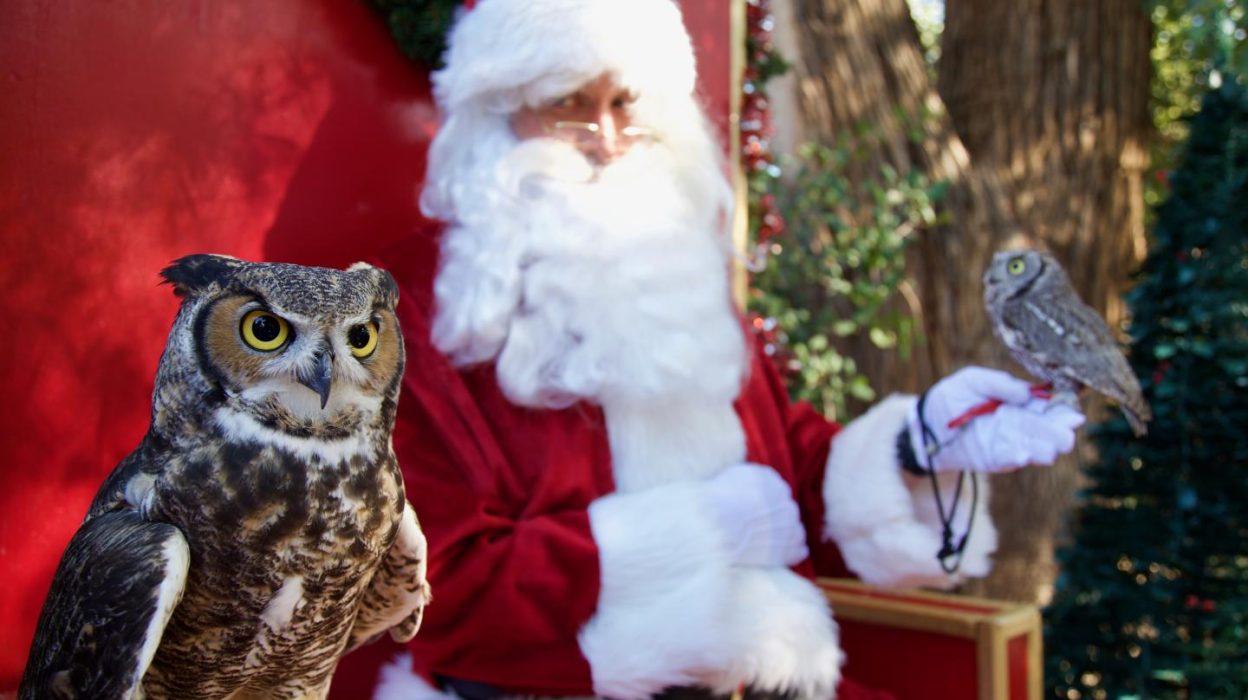 Gallery 2 - Christmas at the OC Zoo