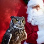 Gallery 2 - Christmas at the OC Zoo