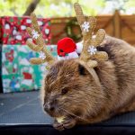 Gallery 1 - Christmas at the OC Zoo