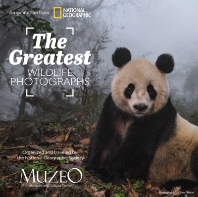 National Geographic:  The Greatest Wildlife Photographs