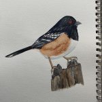 Watercolor Class: Southern California Spotted Towhee