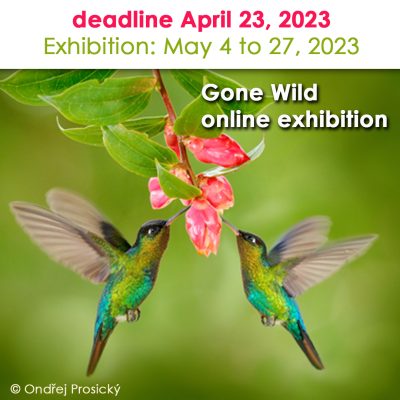 Gone Wild (In Gallery + Online Exhibition)