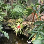 Tour of the Tropical Conservatory