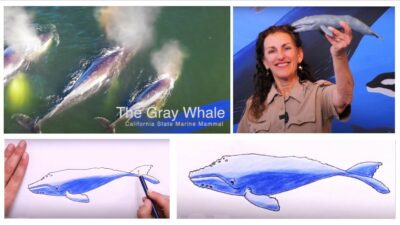 Earth Day Arts:  Draw Whales