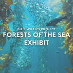 Orange Library:  Forests of the Sea